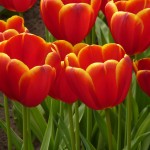 tulip-748508_1280