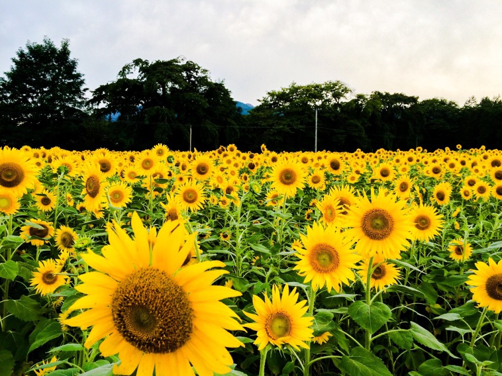 73c989311c8e3d4f928eb553e35409c8_m