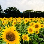 73c989311c8e3d4f928eb553e35409c8_m