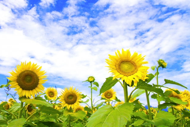 d03961a8bd5b09af99c9e3cee12a0f93_s