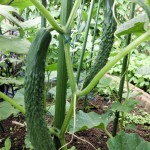 d9090fe97b204d8e701e7d9c433fa0a8_m