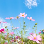 8a96b30a29507f12a2c6283e51c05749_s