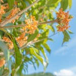 fcab718e287ecf50ae651a18a040e1af_s