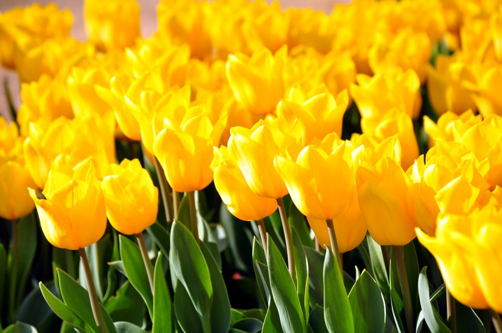 52a01f76735069393baa3dc481da3d88_m