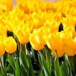 52a01f76735069393baa3dc481da3d88_m