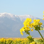 f61518a4336f274d68b9ce34090c8725_m