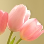 076a9e9c9f135fe2a0530147052e61a5_s