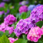 83c6d55bed836354c3d8d4d558140eb3_m