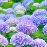 9e3c0d37647ec7e3d6a1d7abcd4be9f9_m