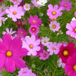 d557015f53ee9ec83d2b2dd46810104c_m