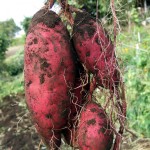 6e0bbac10afd806031495816ecc2dcc0_m