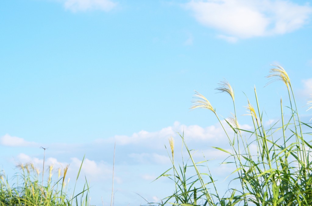 b2466c8725ecc02c5d54824121d18cf1_m