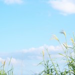 b2466c8725ecc02c5d54824121d18cf1_m