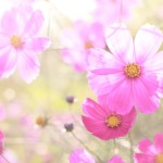 3140b10c63c8f51dc3043dd5ea8bb255_m