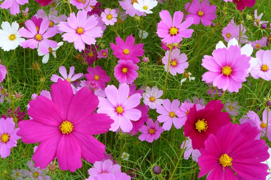 d557015f53ee9ec83d2b2dd46810104c_m