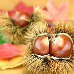 53062f6fafe3ea7118502a43c301d7b4_m